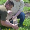 Wsiedlenie Kuropatw w łowisko 10.05.2016 obw 266 i 277